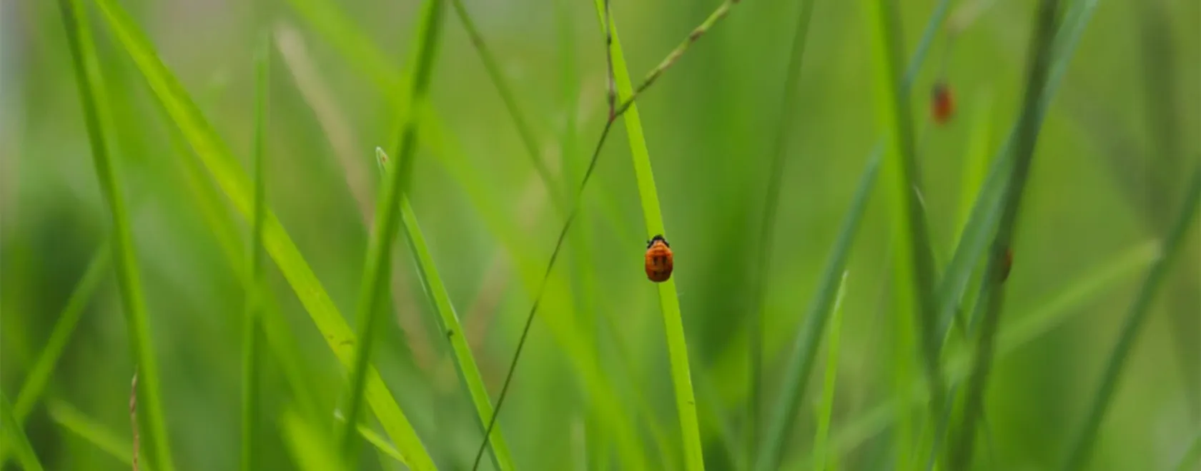 PEF Italia - Sviluppo Software Gestionale e CRM